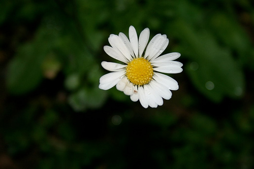 Daisy